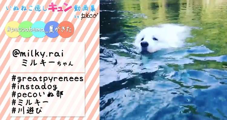 動物,犬,猫,しつけ,飼い方,育て方,病気,健康