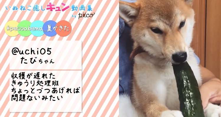 動物,犬,猫,しつけ,飼い方,育て方,病気,健康