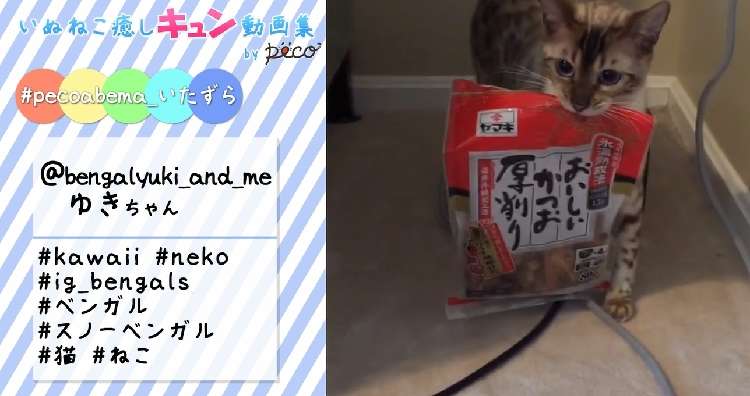 動物,犬,猫,しつけ,飼い方,育て方,病気,健康
