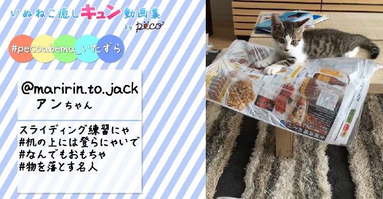 動物,犬,猫,しつけ,飼い方,育て方,病気,健康
