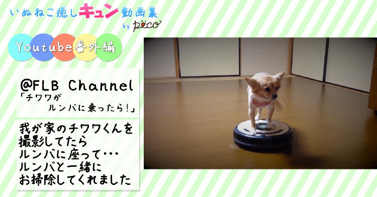 動物,犬,猫,しつけ,飼い方,育て方,病気,健康