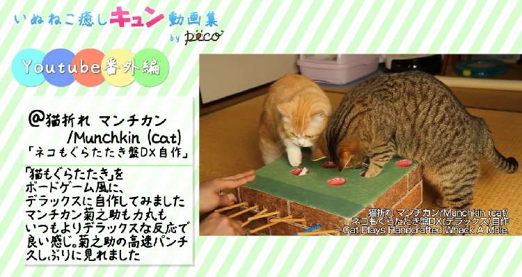 動物,犬,猫,しつけ,飼い方,育て方,病気,健康