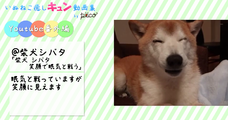 動物,犬,猫,しつけ,飼い方,育て方,病気,健康