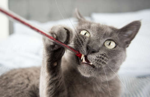 動物,犬,猫,しつけ,飼い方,育て方,病気,健康