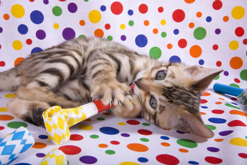 動物,犬,猫,しつけ,飼い方,育て方,病気,健康
