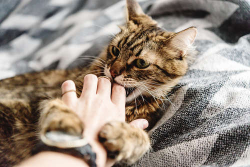 動物,犬,猫,しつけ,飼い方,育て方,病気,健康