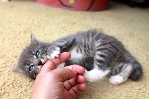 動物,犬,猫,しつけ,飼い方,育て方,病気,健康
