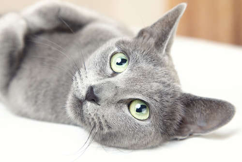 動物,犬,猫,しつけ,飼い方,育て方,病気,健康
