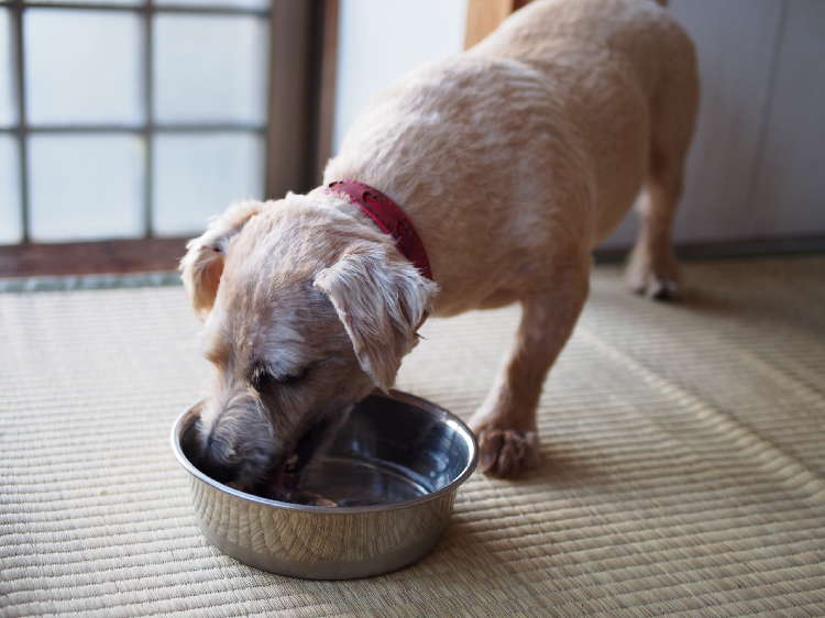 動物,犬,猫,しつけ,飼い方,育て方,病気,健康