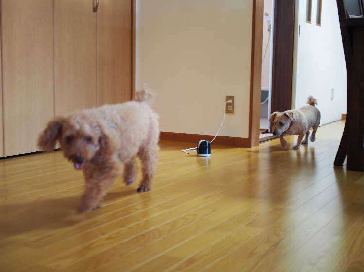 動物,犬,猫,しつけ,飼い方,育て方,病気,健康