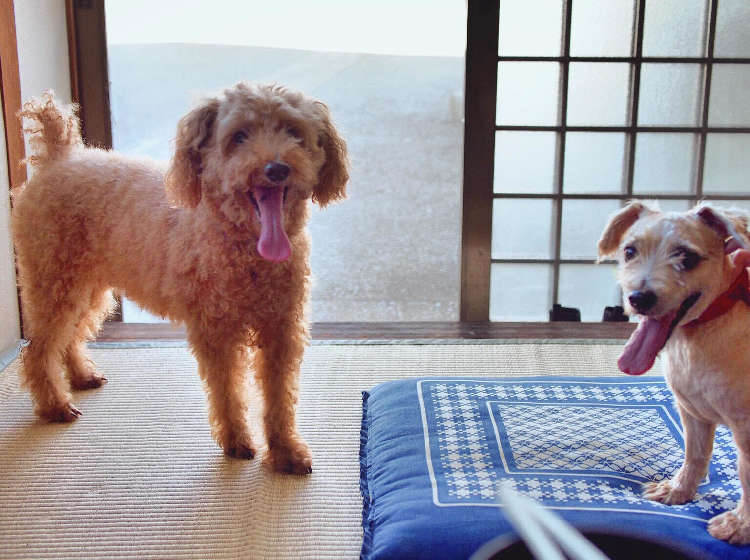 動物,犬,猫,しつけ,飼い方,育て方,病気,健康
