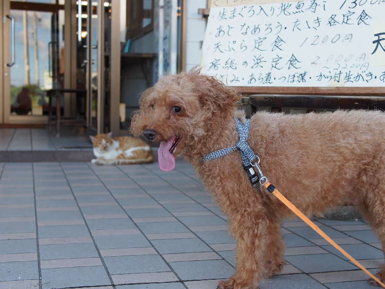 動物,犬,猫,しつけ,飼い方,育て方,病気,健康