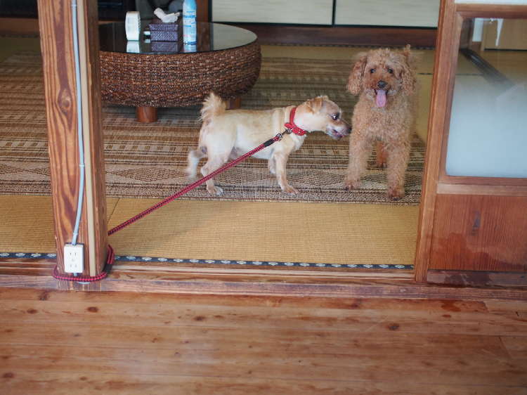 動物,犬,猫,しつけ,飼い方,育て方,病気,健康