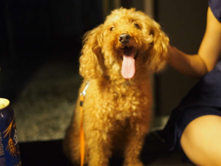 動物,犬,猫,しつけ,飼い方,育て方,病気,健康