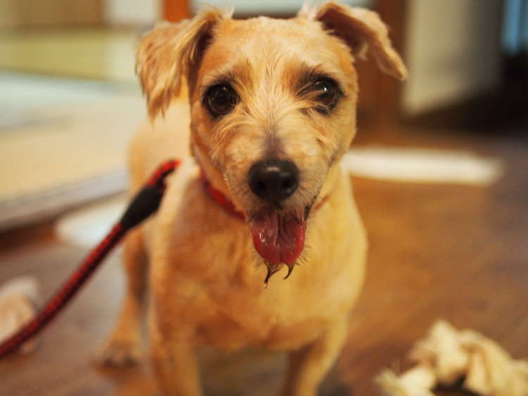 動物,犬,猫,しつけ,飼い方,育て方,病気,健康