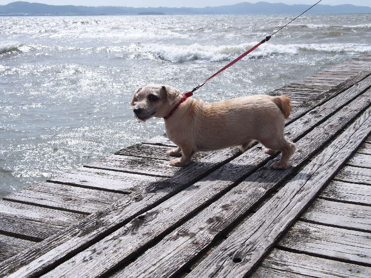 動物,犬,猫,しつけ,飼い方,育て方,病気,健康