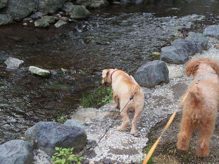 動物,犬,猫,しつけ,飼い方,育て方,病気,健康