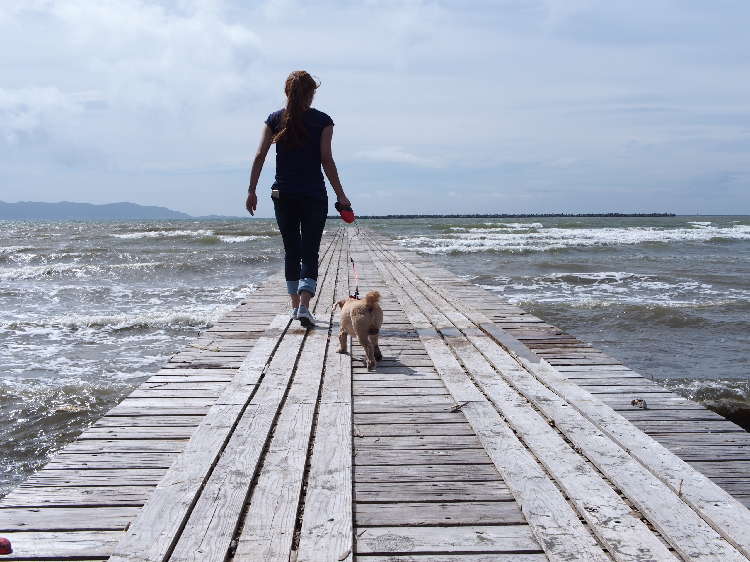 動物,犬,猫,しつけ,飼い方,育て方,病気,健康