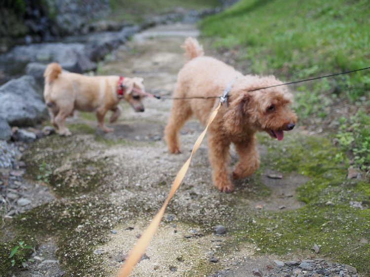 動物,犬,猫,しつけ,飼い方,育て方,病気,健康