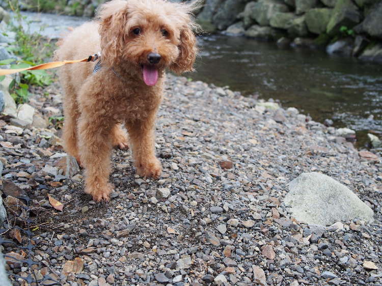動物,犬,猫,しつけ,飼い方,育て方,病気,健康