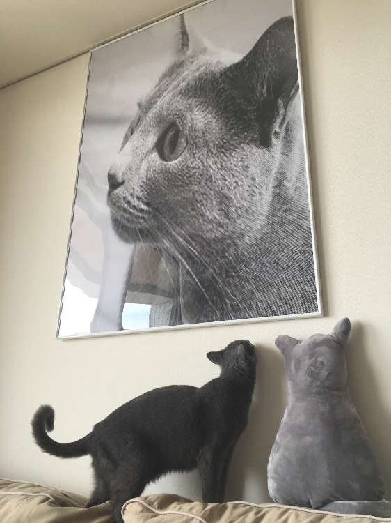 動物,犬,猫,しつけ,飼い方,育て方,病気,健康