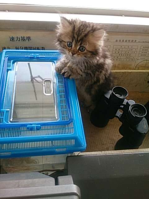 動物,犬,猫,しつけ,飼い方,育て方,病気,健康