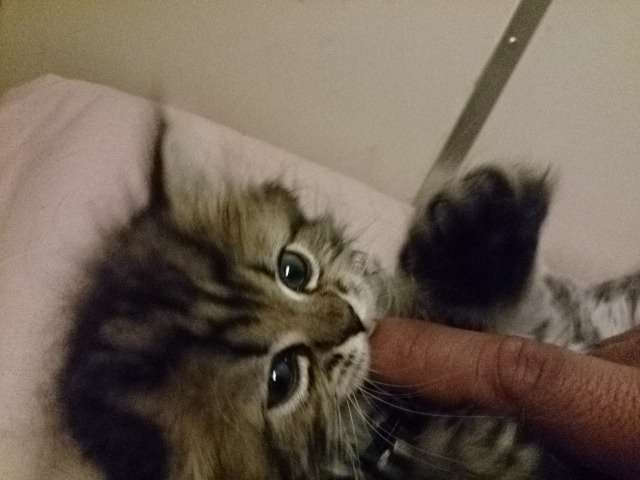動物,犬,猫,しつけ,飼い方,育て方,病気,健康