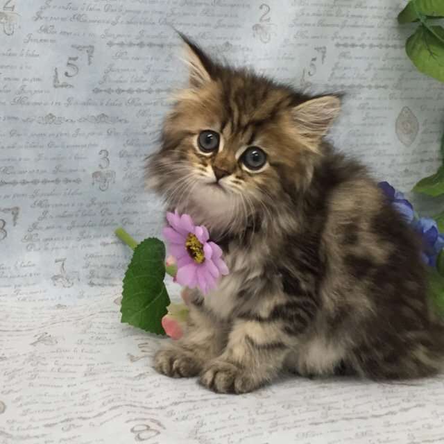 動物,犬,猫,しつけ,飼い方,育て方,病気,健康