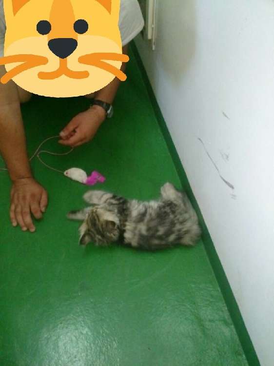 動物,犬,猫,しつけ,飼い方,育て方,病気,健康