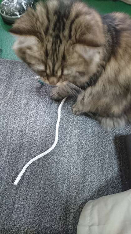動物,犬,猫,しつけ,飼い方,育て方,病気,健康