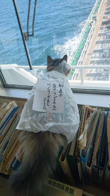動物,犬,猫,しつけ,飼い方,育て方,病気,健康