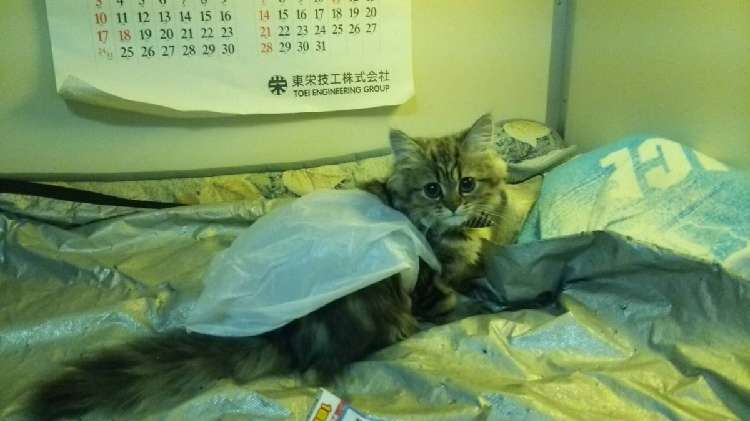 動物,犬,猫,しつけ,飼い方,育て方,病気,健康