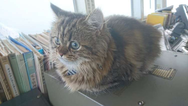 動物,犬,猫,しつけ,飼い方,育て方,病気,健康