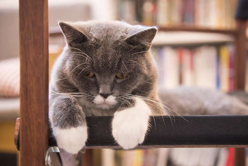 動物,犬,猫,しつけ,飼い方,育て方,病気,健康