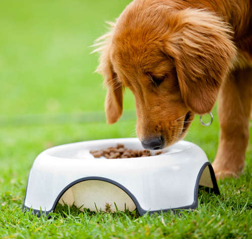 動物,犬,猫,しつけ,飼い方,育て方,病気,健康