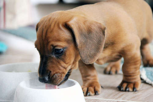 動物,犬,猫,しつけ,飼い方,育て方,病気,健康