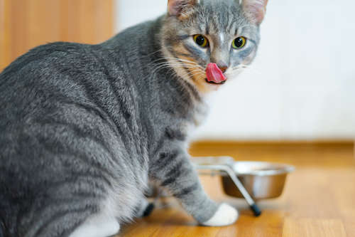 動物,犬,猫,しつけ,飼い方,育て方,病気,健康