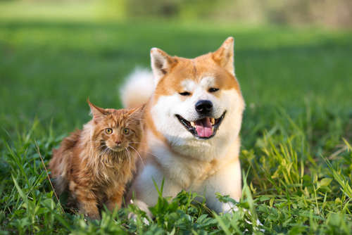 動物,犬,猫,しつけ,飼い方,育て方,病気,健康