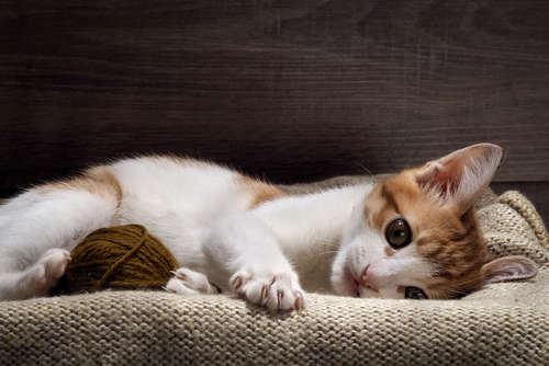 動物,犬,猫,しつけ,飼い方,育て方,病気,健康