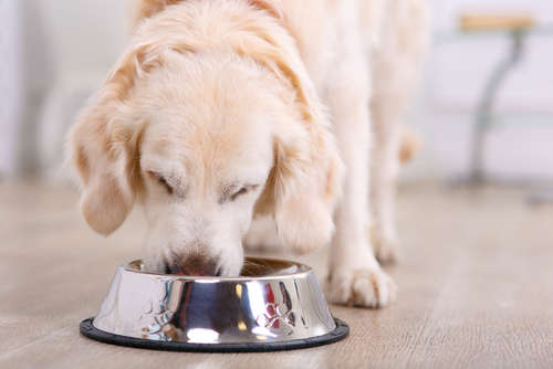 動物,犬,猫,しつけ,飼い方,育て方,病気,健康