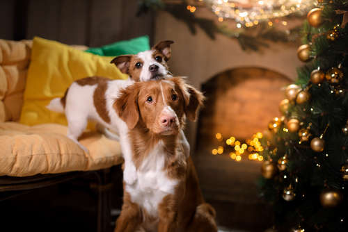 動物,犬,猫,しつけ,飼い方,育て方,病気,健康
