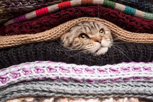 動物,犬,猫,しつけ,飼い方,育て方,病気,健康
