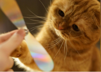 動物,犬,猫,しつけ,飼い方,育て方,病気,健康
