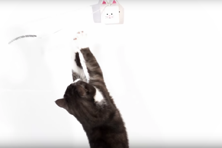 動物,犬,猫,しつけ,飼い方,育て方,病気,健康
