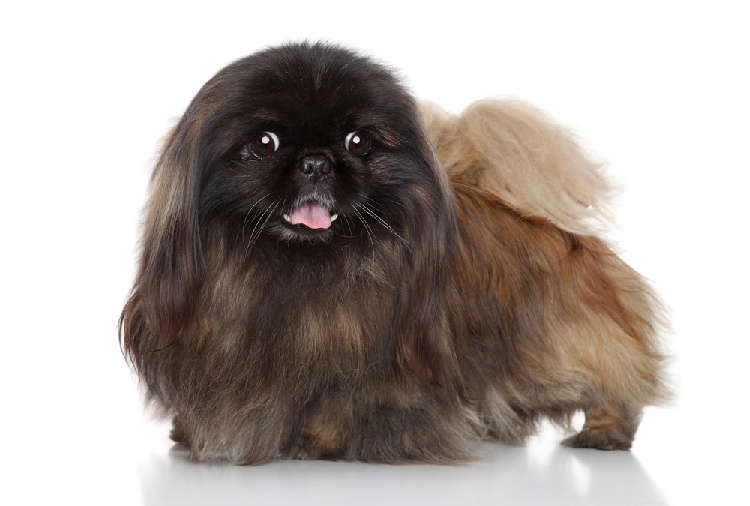 動物,犬,猫,しつけ,飼い方,育て方,病気,健康