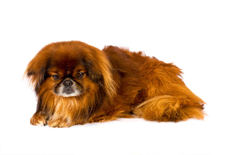 動物,犬,猫,しつけ,飼い方,育て方,病気,健康