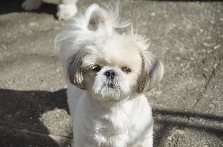 動物,犬,猫,しつけ,飼い方,育て方,病気,健康