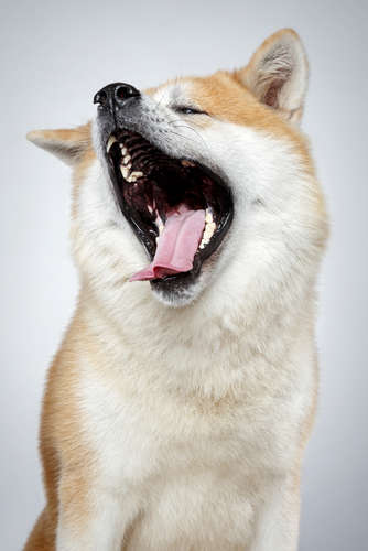動物,犬,猫,しつけ,飼い方,育て方,病気,健康