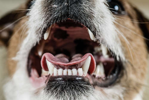 動物,犬,猫,しつけ,飼い方,育て方,病気,健康