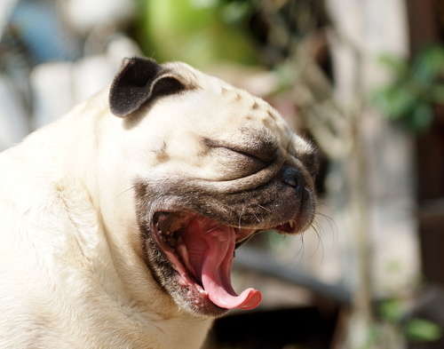 動物,犬,猫,しつけ,飼い方,育て方,病気,健康